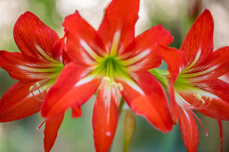 A blossoming plant highlights the view of nature in the preserve parkの写真素材
