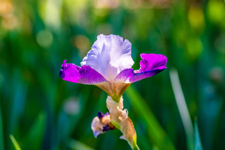 A blossoming plant highlights the view of nature in the preserve park