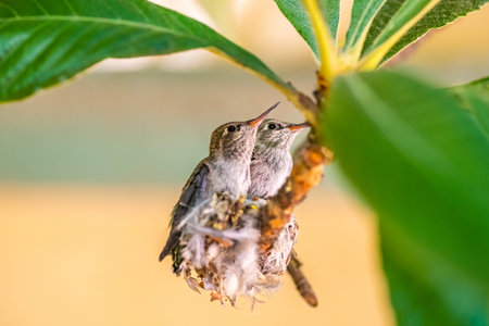 Two hummingbirds are perched on a branch.の写真素材
