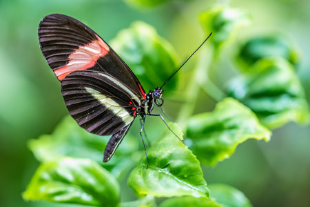 A brightly colored butterfly sitting on top of a wild grass
