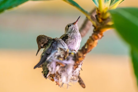 Two small hummingbirds are relaxing and enjoying the viewの写真素材