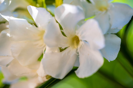A blossoming plant highlights the view of nature in the preserve park