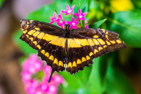 A single row of pale spots butterfly sitting on top of a wild grassの写真素材