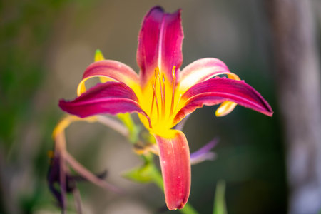 A blossoming plant highlights the view of nature in the preserve parkの写真素材