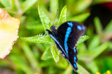 A black single row of pale spots butterfly sitting on top of a wild grassの写真素材