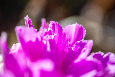 A greeny, spiny plants blooming along the trail of the parkの写真素材