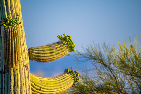 A large tree like cactus that have branches shaped like candelabraの写真素材