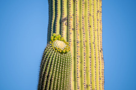 A large tree like cactus that have branches shaped like candelabraの写真素材