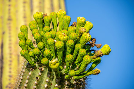 A large tree like cactus that have branches shaped like candelabraの写真素材