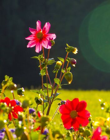 a flower in a park is taken off early in the morning, when a sun lights behindの写真素材