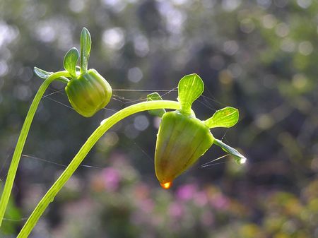 Amber dewdrop on a flower budの写真素材