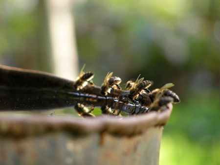Some bees drink water from caskの写真素材