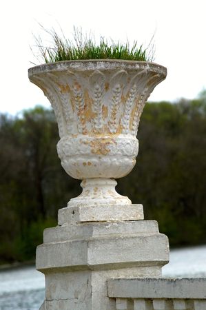 young grass in a flowerpot on a background a green islandの写真素材