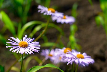violet flower camomile on background a green grassの写真素材