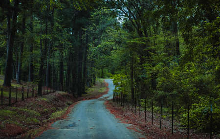 A small country road in East Texasの写真素材