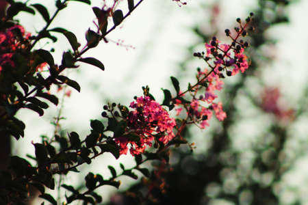 A branch with lovely pink flowers in the spring time
