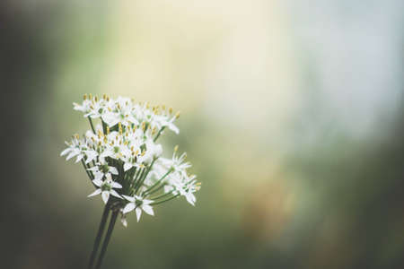 close up macro shot of a full bloom onion flower