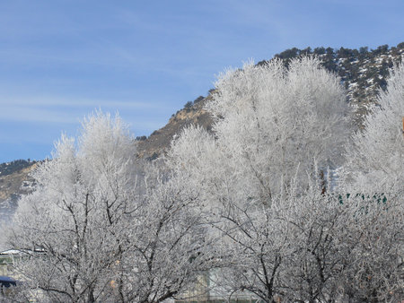 Ice encrusted Treesの写真素材