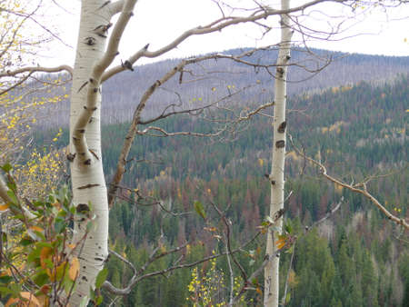 Valley View Through Treesの写真素材