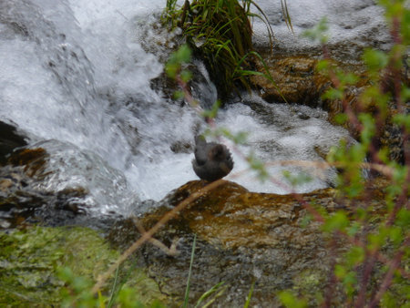 Nature sceneの写真素材