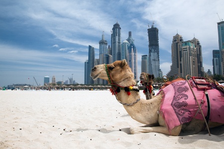Camel at the urban background of Dubai.のeditorial素材