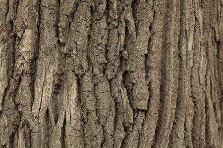 Texture of wood. Background of bark of old oak.の写真素材