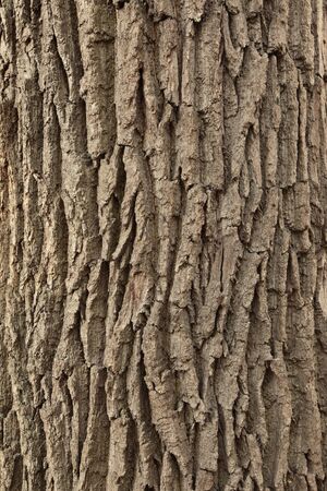 Texture of wood. Background of bark of old oak.の写真素材