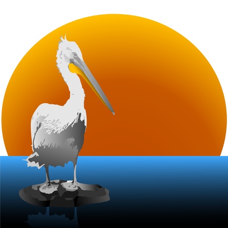 Pelican.のイラスト素材