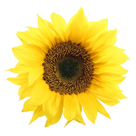 Sunflower isolated on white background.の写真素材