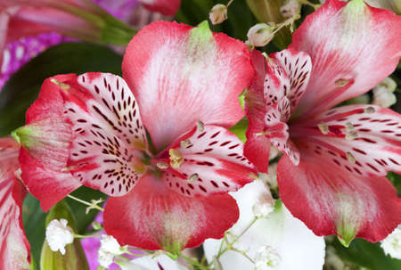 Beautiful white and pink flowers alstroemeria.の写真素材