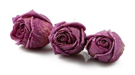 Dry Roses Isolated on White Backgroundの写真素材