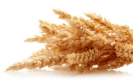 Wheat ears isolated on white backgroundの写真素材