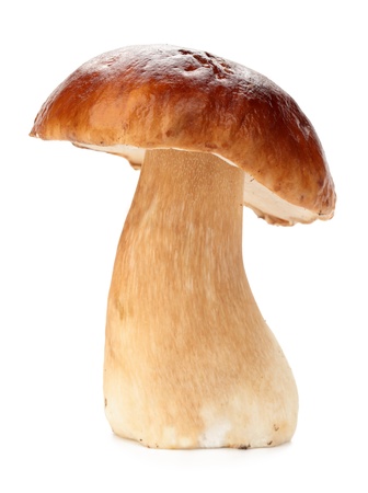 Cep iisolated on white background の写真素材