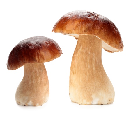 Cep iisolated on white background の写真素材