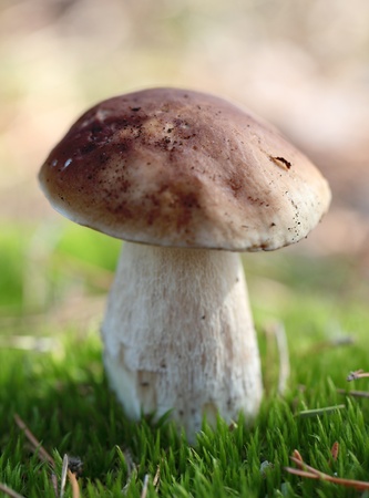 Cep in field の写真素材