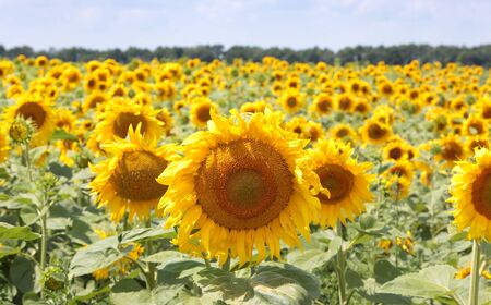 Sunflowerの写真素材