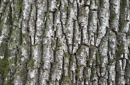 Texture of wood  Background of bark of old oak  の写真素材