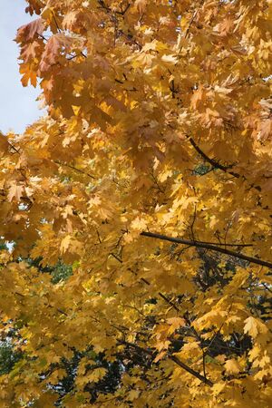 Autumn maple leavesの写真素材