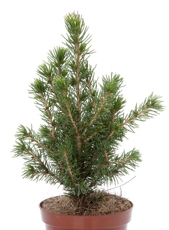 Christmas tree in a pot isolated on white backgroundの写真素材