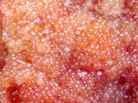Salty pike caviar closeup. Background food.の写真素材