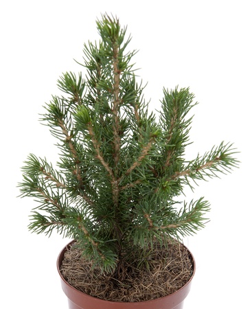 Christmas tree in a pot on a white backgroundの写真素材