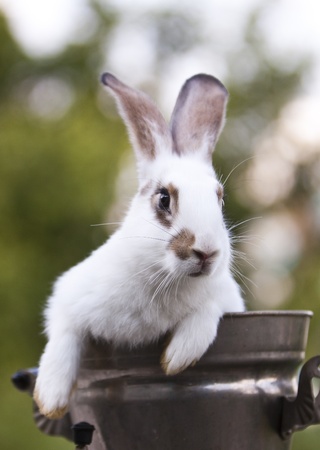Rabbit in the tank with natural backgroundの写真素材