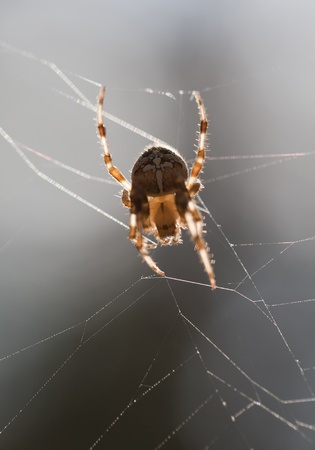 European cross spider. Araneus diadematus.の写真素材