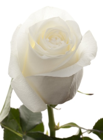 white rose isolated on white backgroundの写真素材