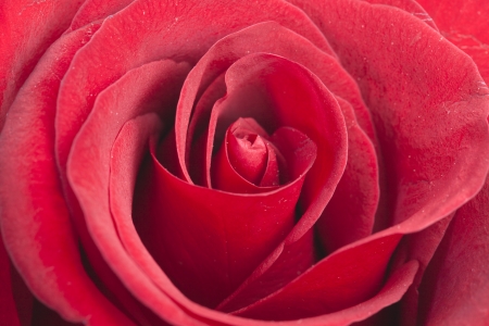 Red rose close up. macro.の写真素材