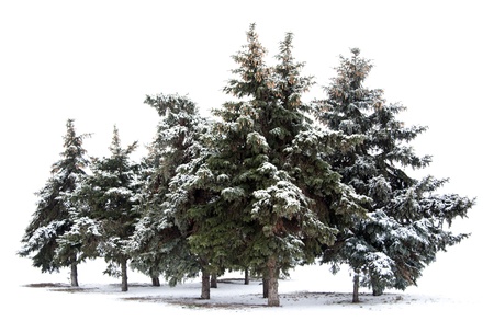 Trees spruce isolated on white background  の写真素材