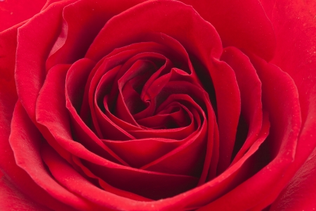 Red rose close up  macro の写真素材