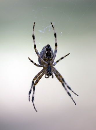 European cross spider. Araneus diadematus.の写真素材