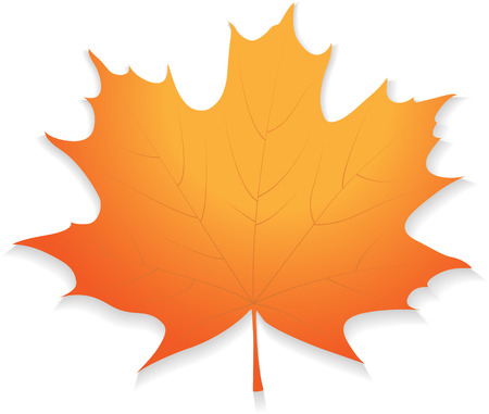 Illustration autumn maple leaf isolated on white background. Vector.のイラスト素材