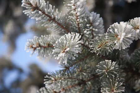 Spruce Branch is covered with Snow close-upの写真素材